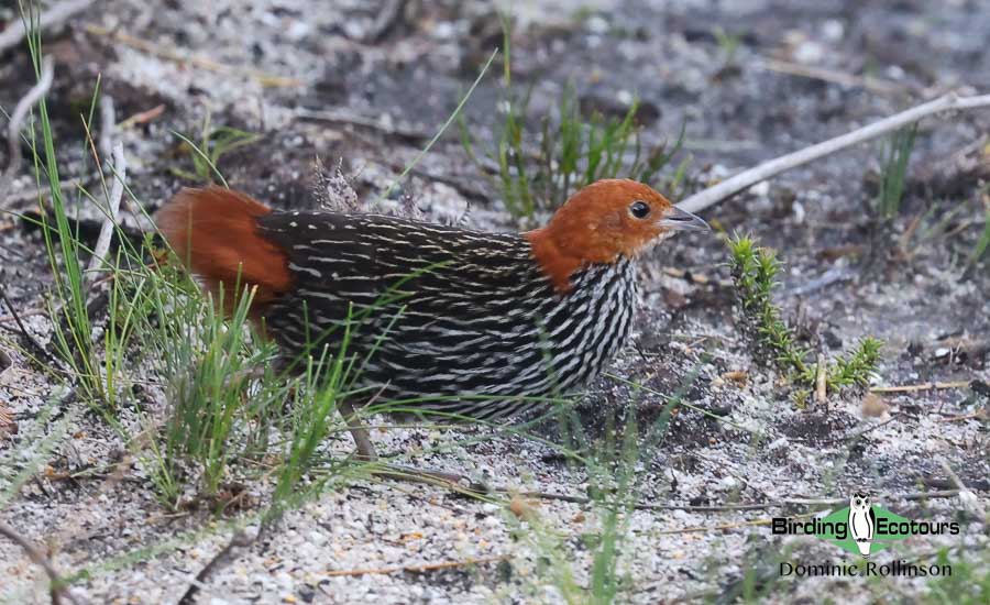 Cape Town birding tour