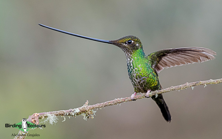 Colombian endemics birding tour