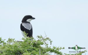 Tanzania birding safari