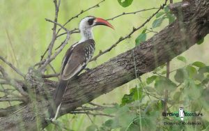 Tanzania birding safari