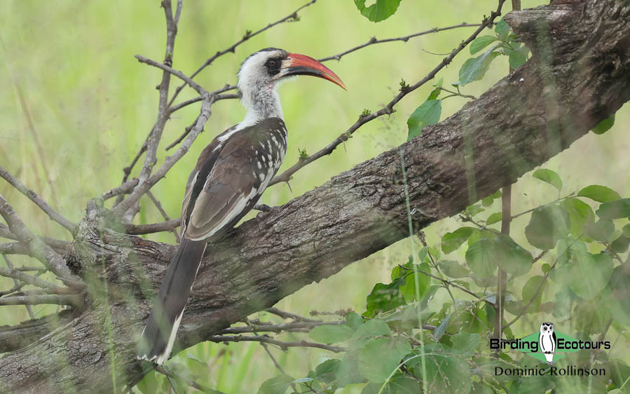 Northern Tanzania birding tours