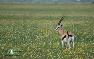 Northern Tanzania birding tours