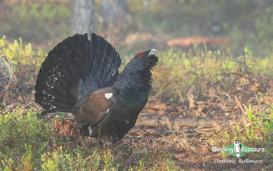 Finland birding tours