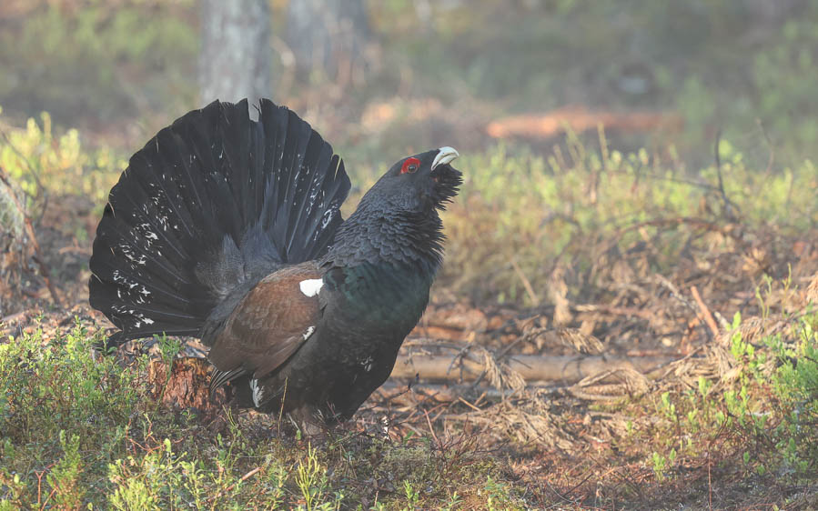 Finland and Norway birding tour