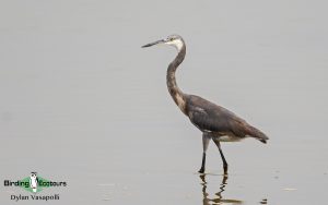 Gambia birding tours