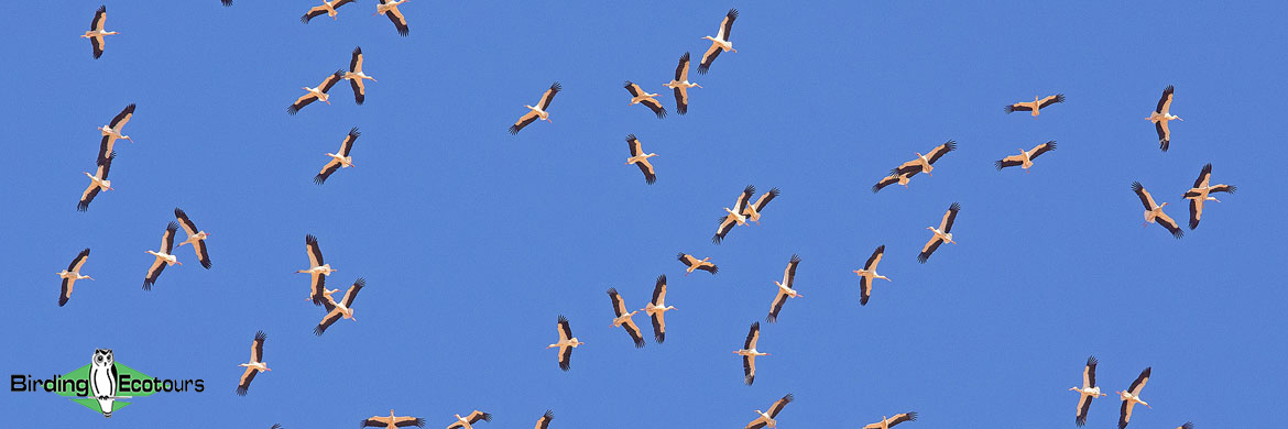 Birds of prey in Southern Spain - WILD ANDALUCIA BIRDING TOURS