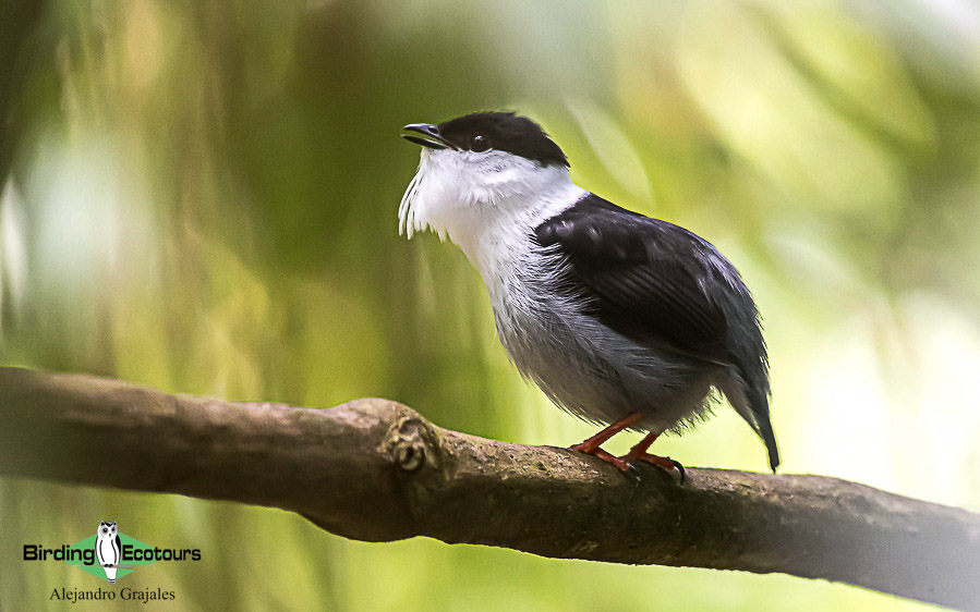 Colombian endemics birding tour