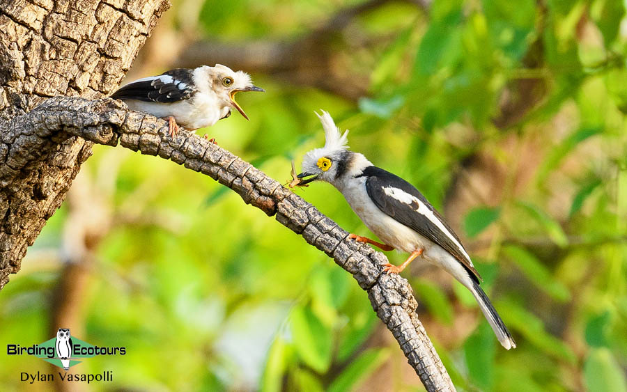 Gambia birding tours