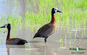 Gambia birding tours