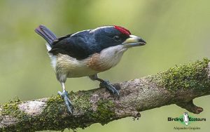 Colombian endemics birding tour