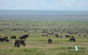 Northern Tanzania birding tours