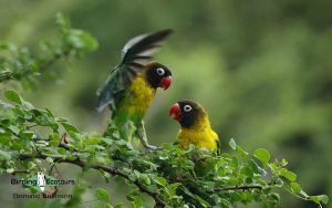 Northern Tanzania birding tours