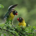 Tanzania birding safari