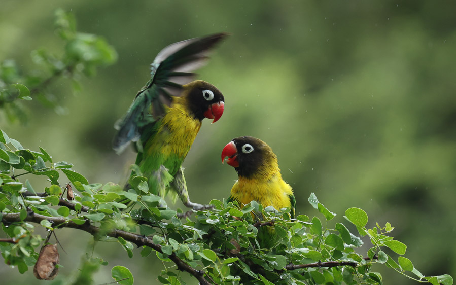 Tanzania birding safari