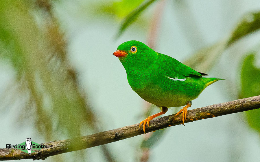 Colombian birding tours