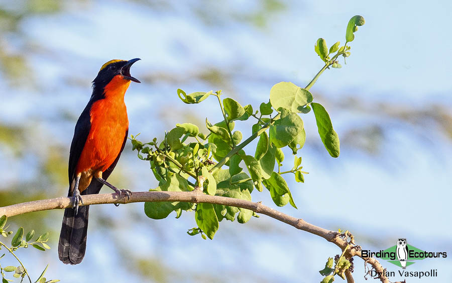 Gambia birding tours