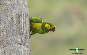 Colombian endemics birding tour