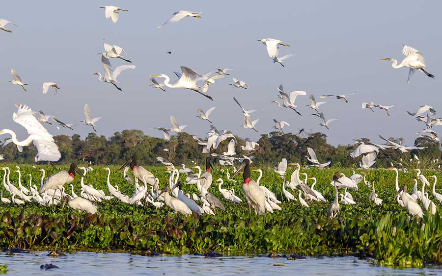 Brazil birding tours