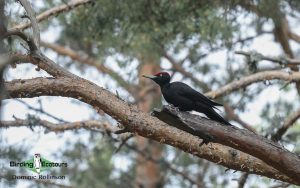 Finland birding tours