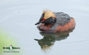 Finland birding tours