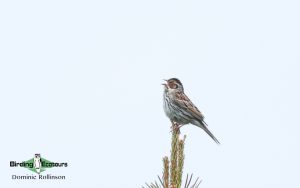 Finland birding tours