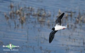 Finland birding tours