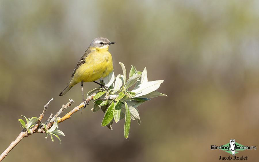 Alaska birding tours