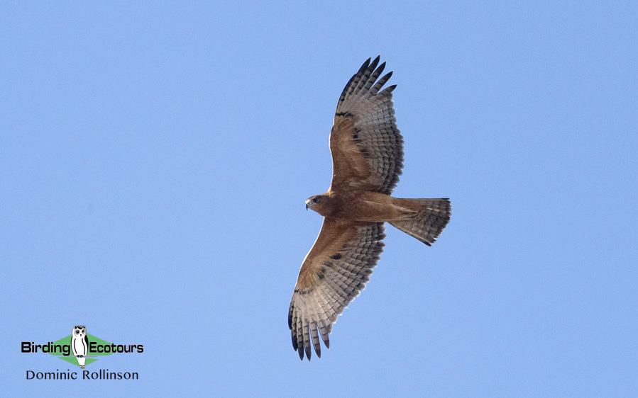 Namibia, Botswana and Victoria Falls birding