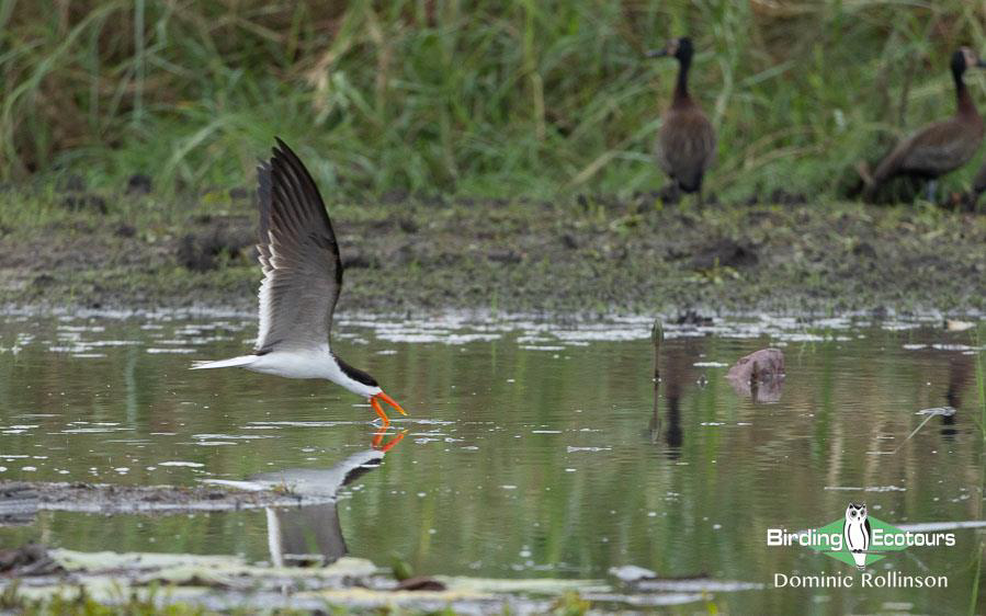 Namibia, Botswana and Victoria Falls birding