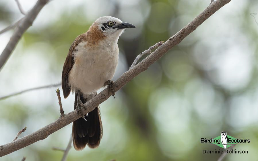 Namibia, Botswana and Victoria Falls birding