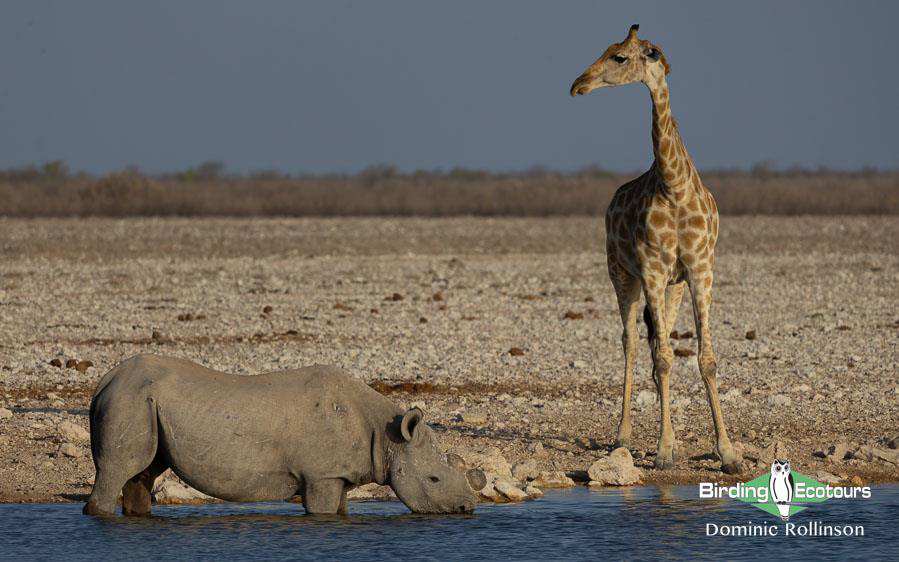 Namibia, Botswana and Victoria Falls birding