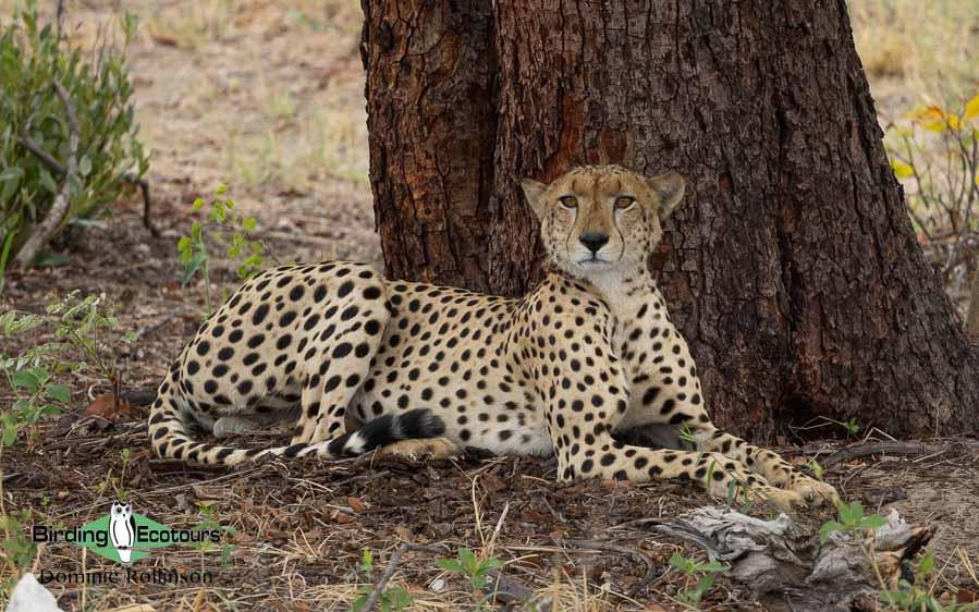 Namibia, Botswana and Victoria Falls birding