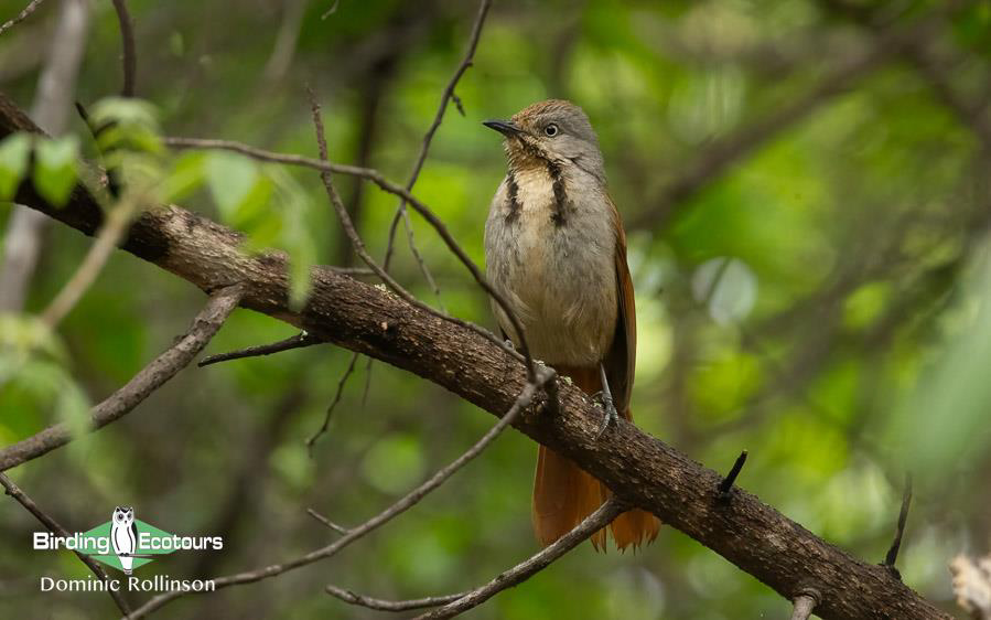 Namibia, Botswana and Victoria Falls birding