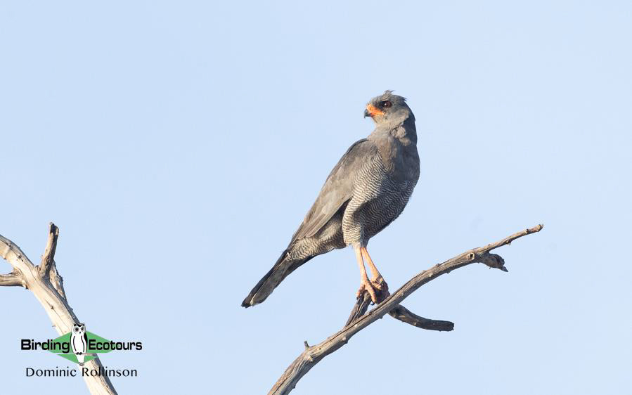 Namibia, Botswana and Victoria Falls birding