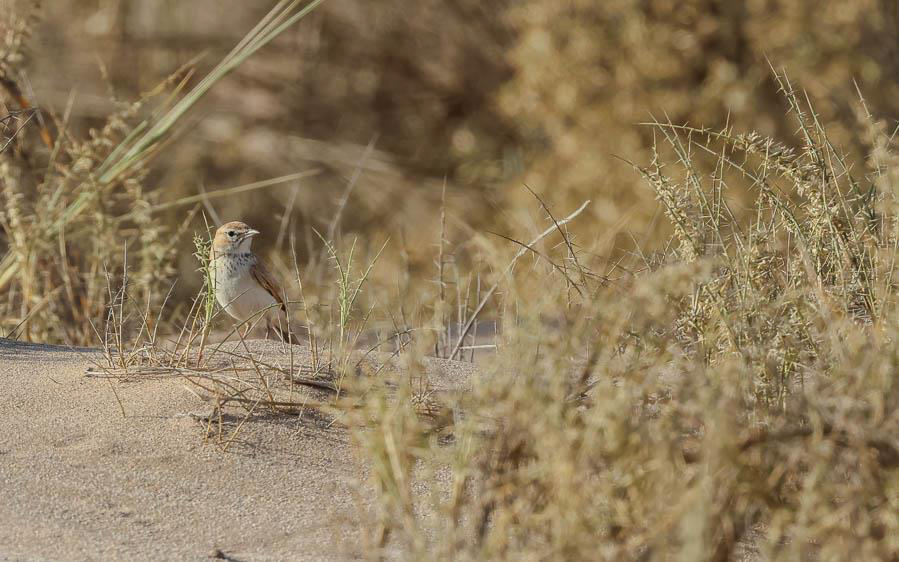 Namibia, Botswana and Victoria Falls birding