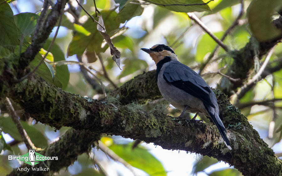 Borneo Birding Tours - Birding Ecotours