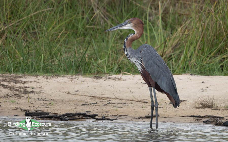 Namibia, Botswana and Victoria Falls birding