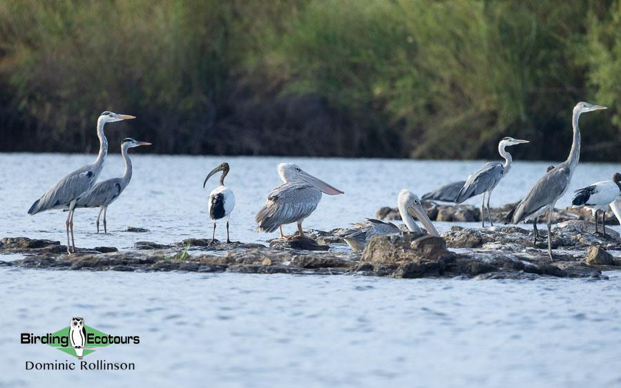 Namibia, Botswana and Victoria Falls birding