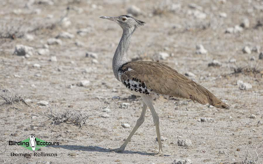 Namibia, Botswana and Victoria Falls birding