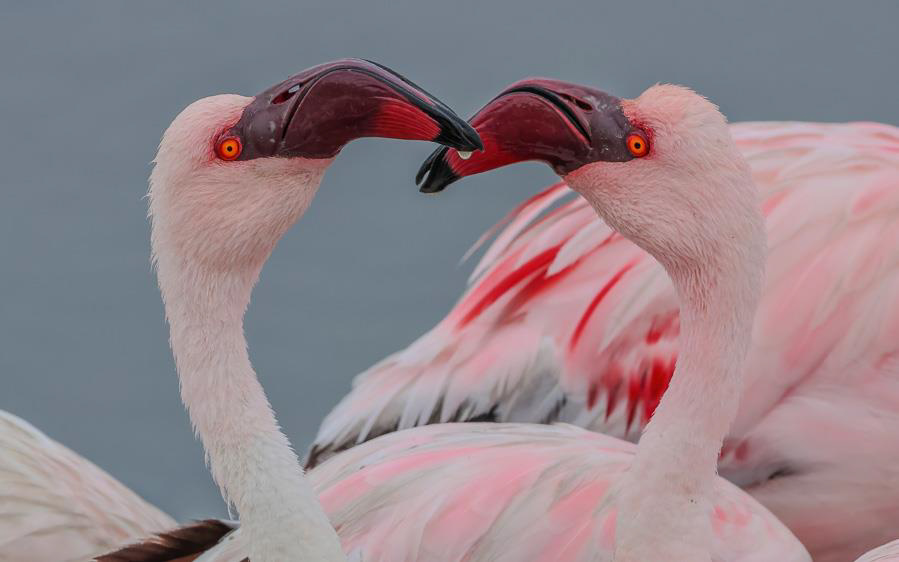 Namibia, Botswana and Victoria Falls birding