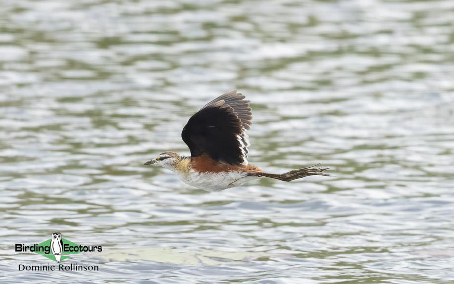 Namibia, Botswana and Victoria Falls birding