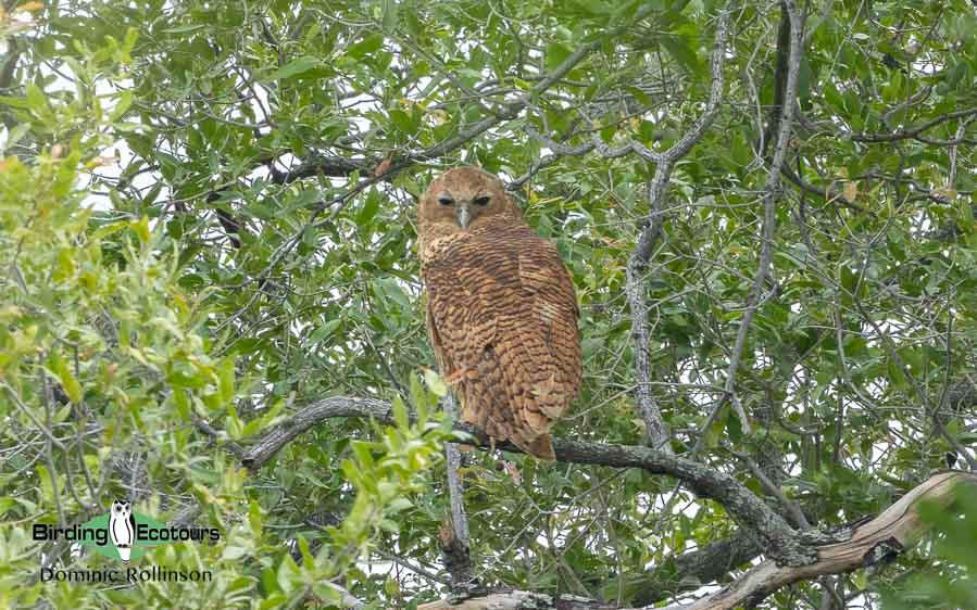 Namibia, Botswana and Victoria Falls birding