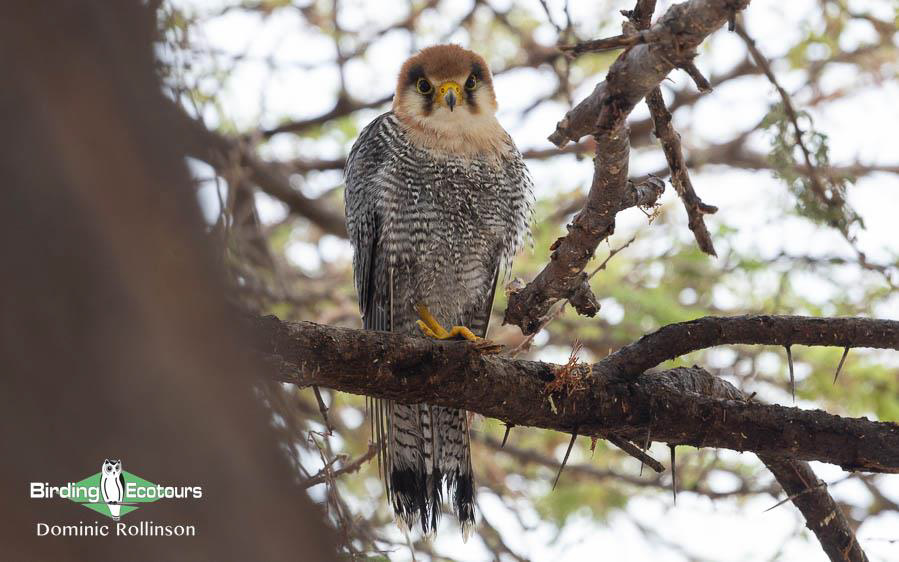 Namibia, Botswana and Victoria Falls birding