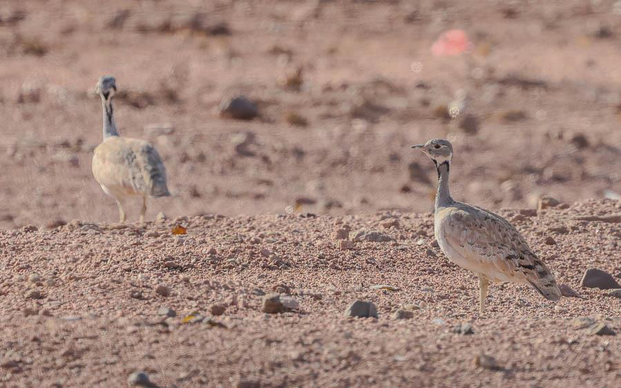 Namibia, Botswana and Victoria Falls birding