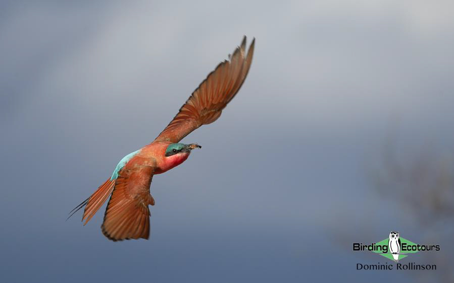 Namibia, Botswana and Victoria Falls birding