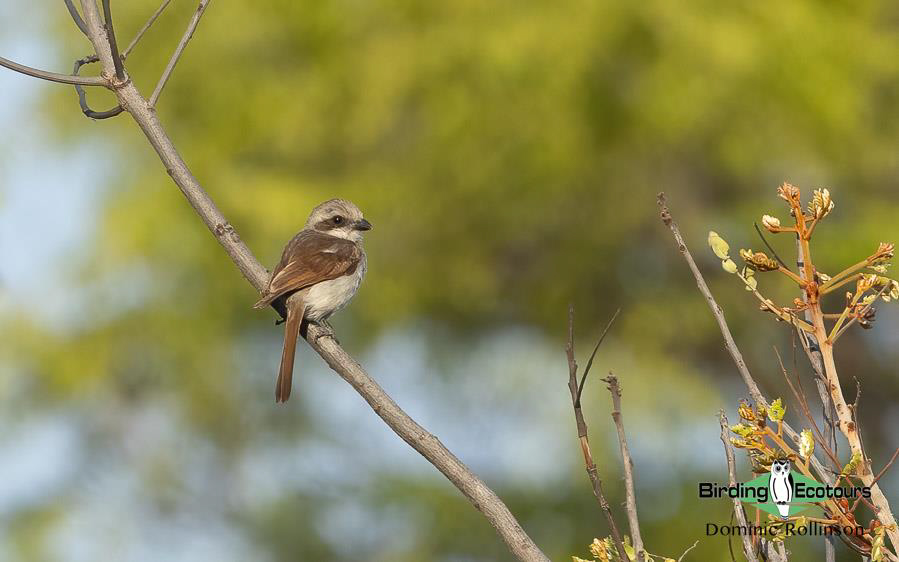 Namibia, Botswana and Victoria Falls birding