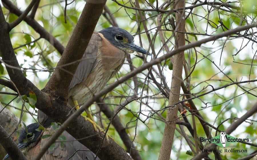 Namibia, Botswana and Victoria Falls birding