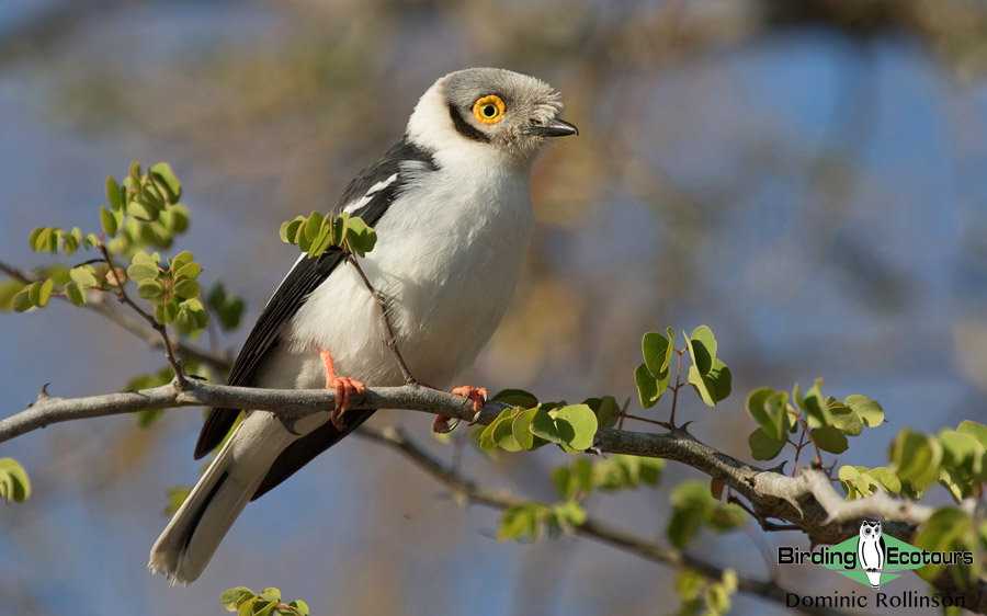 birding tours gambia