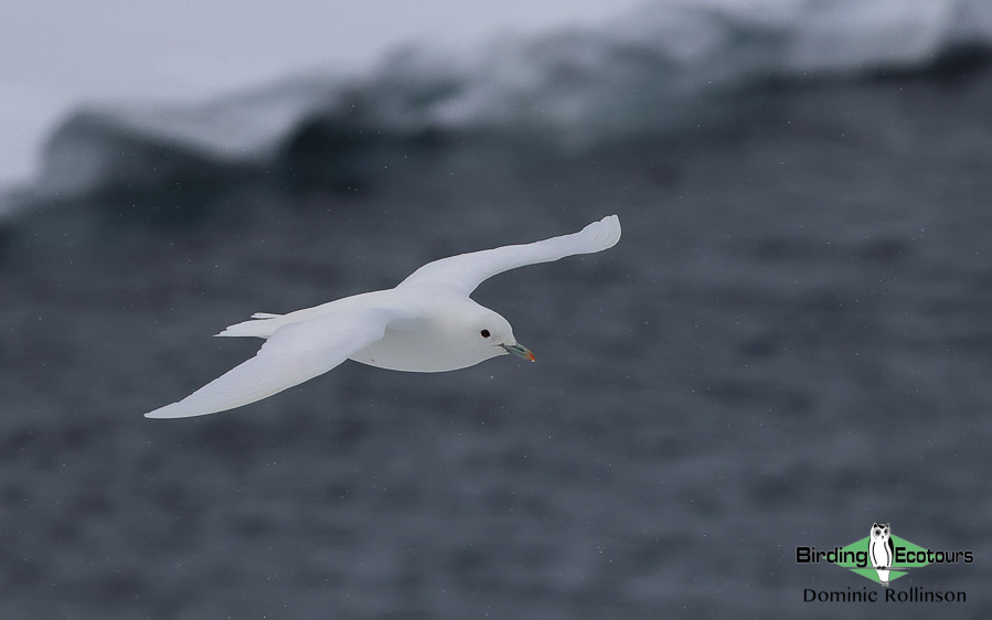 svalbard birding tours