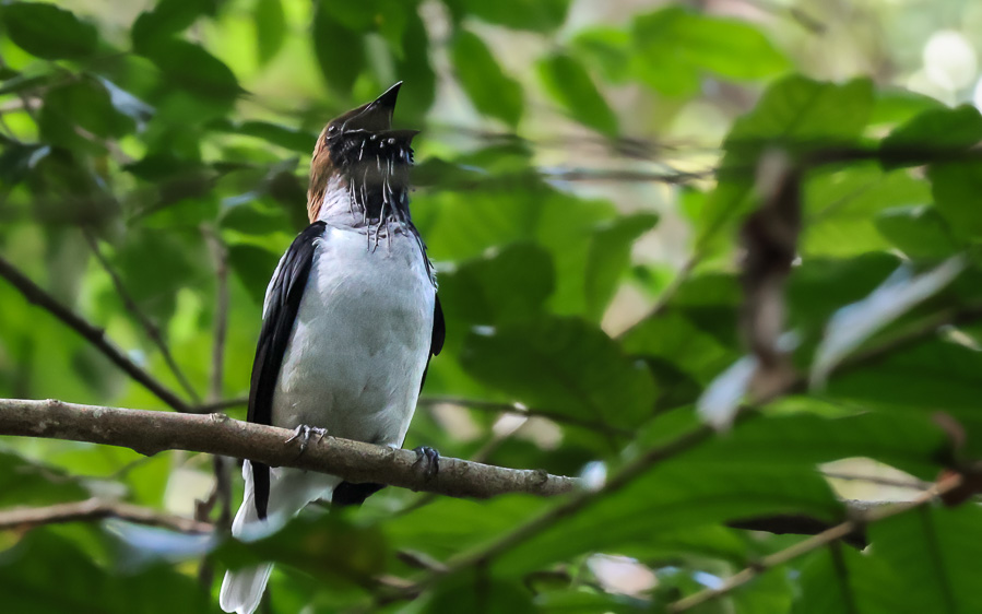 Trinidad & Tobago Birding Tour: An Introduction to Neotropical Birding